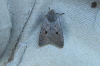 Leptologia lota