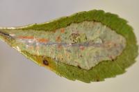 Phyllonorycter leucographella