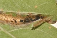 Phyllonorycter mespilella