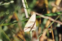Rhodometra sacraria