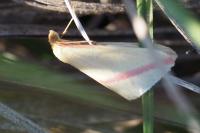 Rhodometra sacraria