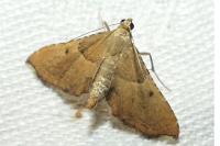 Endotricha flammealis