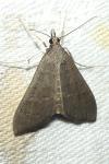 Mecyna asinalis