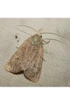 Xestia castanea