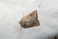 Anchoscelis lunosa