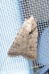 Caradrina clavipalpis