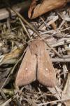 Mythimna albipuncta