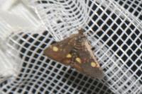 Pyrausta aurata
