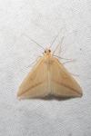 Rhodometra sacraria
