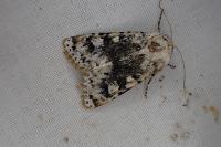 Polymixis argillaceago