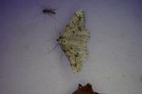 Dyscia fagaria