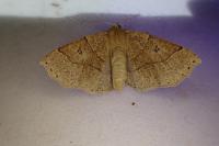 Crocallis dardoinaria