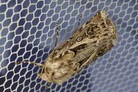 Agrotis vestigialis