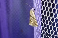Eublemma candidana