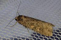 Spodoptera exigua