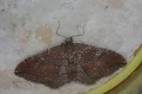 Nycterosea obstipata