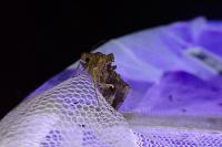 Autographa gamma