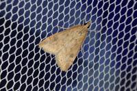 Udea ferrugalis
