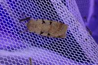 Eugnorisma glareosa
