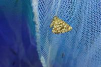 Chiasmia clathrata