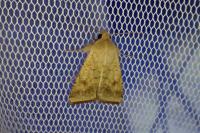 Helicoverpa armigera