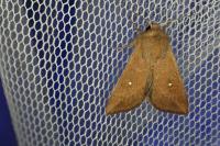Mythimna albipuncta