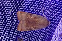 Noctua janthe/janthina