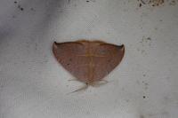 Watsonalla uncinula