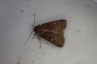 Xestia xanthographa