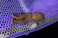 Agrotis segetum