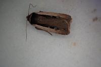 Ochropleura leucogaster