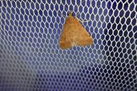 Pyrausta despicata