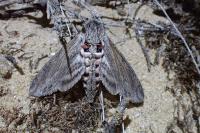 Agrius convolvuli
