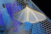 Palpita vitrealis