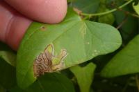 Stigmella freyella