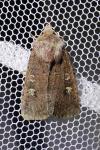 Xestia xanthographa