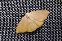 Watsonalla uncinula