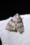 Cymatophorina diluta