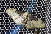 Idaea filicata