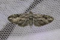 Eupithecia phoeniceata