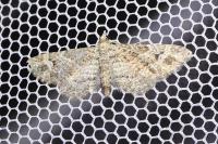 Gymnoscelis rufifasciata