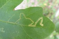 Stigmella aceris