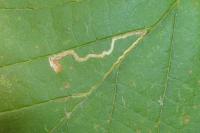 Stigmella microtheriella