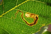 Ectoedemia haraldi/heringella