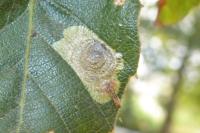 Tischeria dodonaea