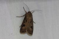 Agrotis exclamationis