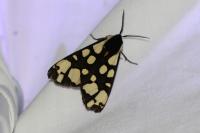 Arctia villica