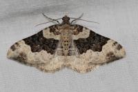 Epirrhoe rivata