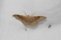 Idaea degeneraria