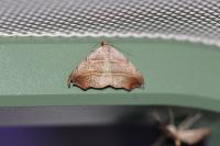 Laspeyria flexula